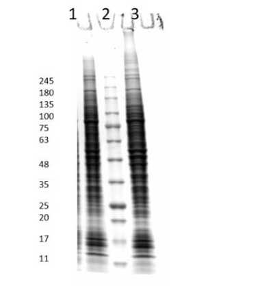 SDS PAGE Results of HCT-116 Whole Cell Lysate.<br />Lane 1: HCT-116 Whole Cell Lysate, Non-reduced [10 μg].<br />Lane 2: Opal Prestained Molecular Weight Marker.<br />Lane 3: HCT-116 Whole Cell Lysate, Reduced [10 μg].<br />4-20% Gel, Coomassie stained.